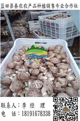 陕西最大香菇菌种培育基地 新鲜香菇批发