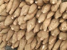藤县粉葛种植基地批发大量优质葛根和粉葛苗