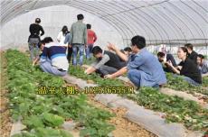 山东草莓种植温室大棚建设厂家