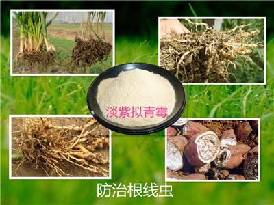 特效真菌杀虫剂 白僵菌 防治农林业害虫 杀