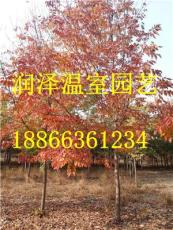 北京丛生银白槭 河北挪威槭缤纷秋色 红枫