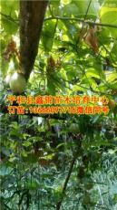 黄金百香果在贵州可以种植吗