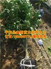 福建柚子苗批發 平和三紅蜜柚苗多少錢一棵