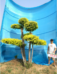 衡水德润景观 造型金叶榆/园林绿化树