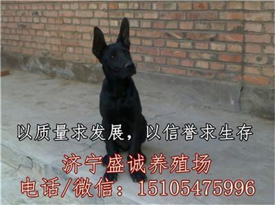 一个月的黑狼犬幼仔多少钱