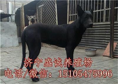 二个月的黑狼犬幼犬多少钱