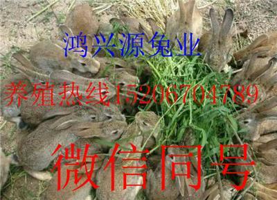 山西晋城哪里有卖野兔的