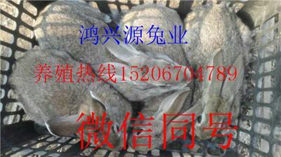 山西晋城哪里有卖野兔的