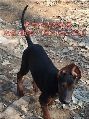 莱州红幼崽幼犬大概多少钱一只