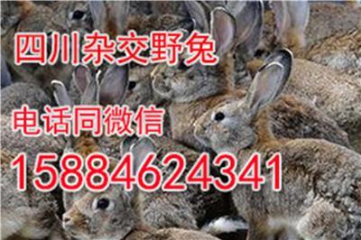 泸州杂交野兔种兔批发 泸州杂交野兔养殖