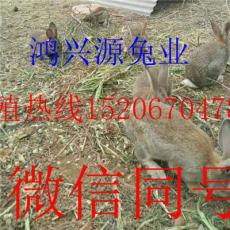 山西运城野兔价格野兔养殖前景