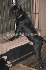 湖北武汉市卡斯罗幼犬多少钱卡斯罗出售