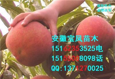 今年桃树新品种多少钱一棵株