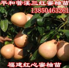 漳州黄肉蜜柚苗