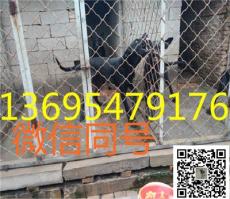 甘肃省三个月的莱州红犬多重