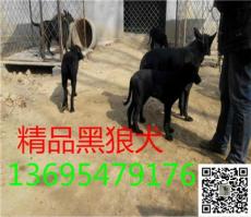 河南北京黑狼犬养殖基地