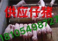 仔猪价格 山东仔猪批发