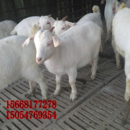 出售绒山羊白山羊 杜泊羊价格养殖羊技术