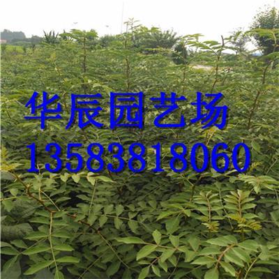 花椒树什么时候栽 山东花椒苗基地