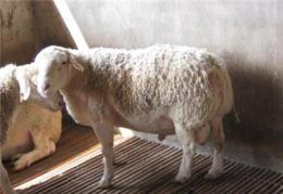 羊育肥怎样长的快 养羊用优农康育肥快早出