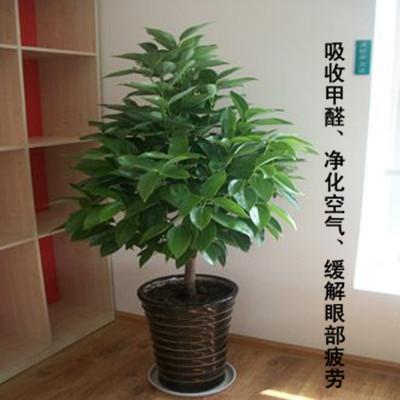 江西南昌租花盆栽租售南昌芙蓉花卉綠植公司