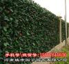 郑州多肉植物墙造价-河南城市园丁