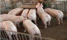 育肥猪几个月出栏 提前出栏优农康值得选择