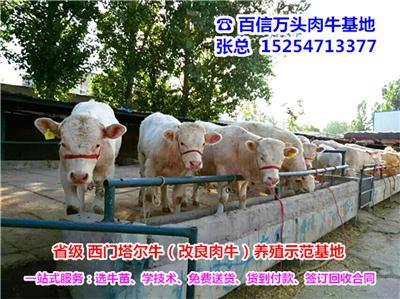 黑龙江大庆市大同区供应肉牛犊西门塔尔牛