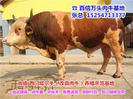 黑龙江大庆市大同区肉牛基地