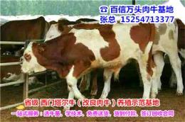 江西吉安市永新县哪里有卖西门塔尔牛