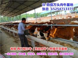 陕西榆林市靖边县哪里有卖西门塔尔牛