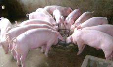 猪催肥简单方法 优农康让你的猪长肉无忧