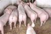 育肥猪怎么喂养长得快 养殖户用优农康