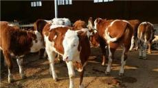 西门塔尔牛犊养殖 优农康微生态饲料添加剂
