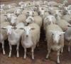 肉羊快速催肥的关键 优农康肉羊育肥秘诀