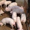 育肥猪的饲养方法有哪些 优农康助你养好猪