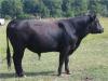 怎样育肥肉牛能快速增肥 牛增肥用优农康