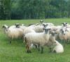 怎样育肥羊长得快 优农康微生态育肥羊