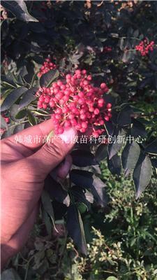 陜西韓城市哪有獅子頭大紅袍無(wú)刺花椒樹苗科