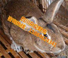 四川养殖杂交野兔销路 四川杂交野兔市场