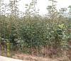 8公分冬枣树成长特性
