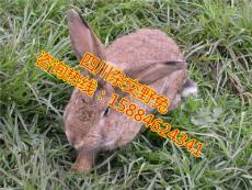 四川哪儿能买到杂交野兔 四川兔子养殖基地