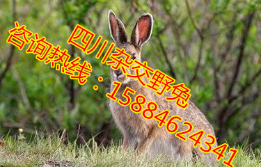 自贡杂交野兔场 自贡大型杂交野兔场 野兔