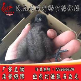 广西五黑绿壳蛋鸡苗出售-柳州哪里有五黑鸡