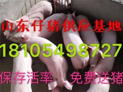 30斤仔猪批发价格今日猪价