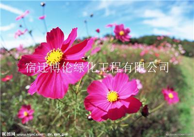 波斯菊种子种植到开花需要多久可以开花