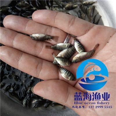广东蓝海渔业苗场直销优质罗非鱼苗吉富奥尼