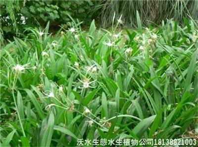 南山沉水水生植物