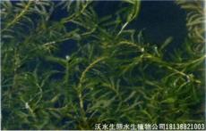 惠州沉水水生植物