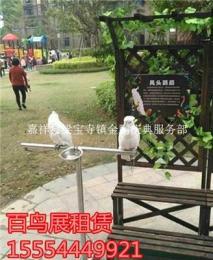 河南省哪里可以租到会表演的鹦鹉